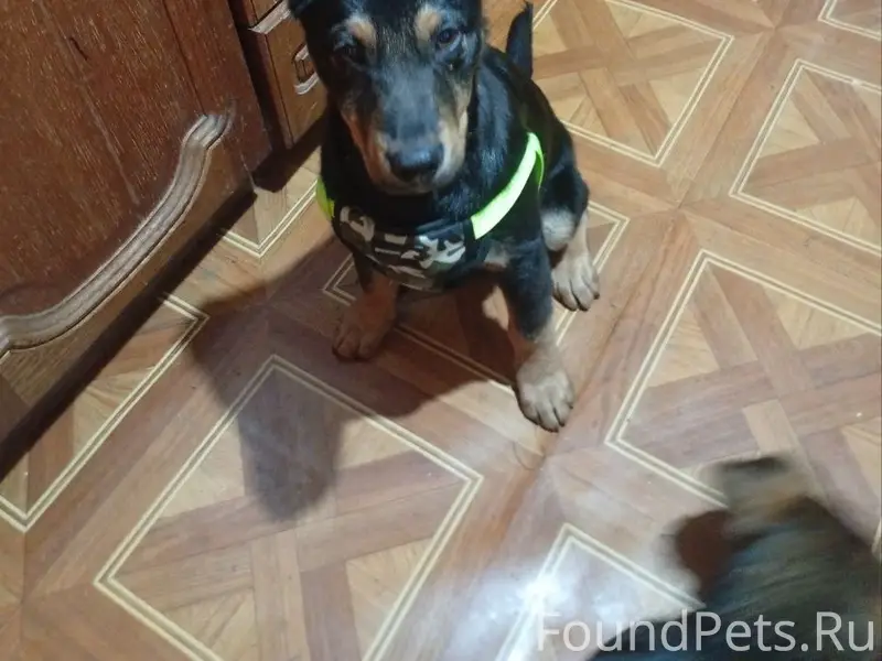 Утро доброе,был найден щенок в...