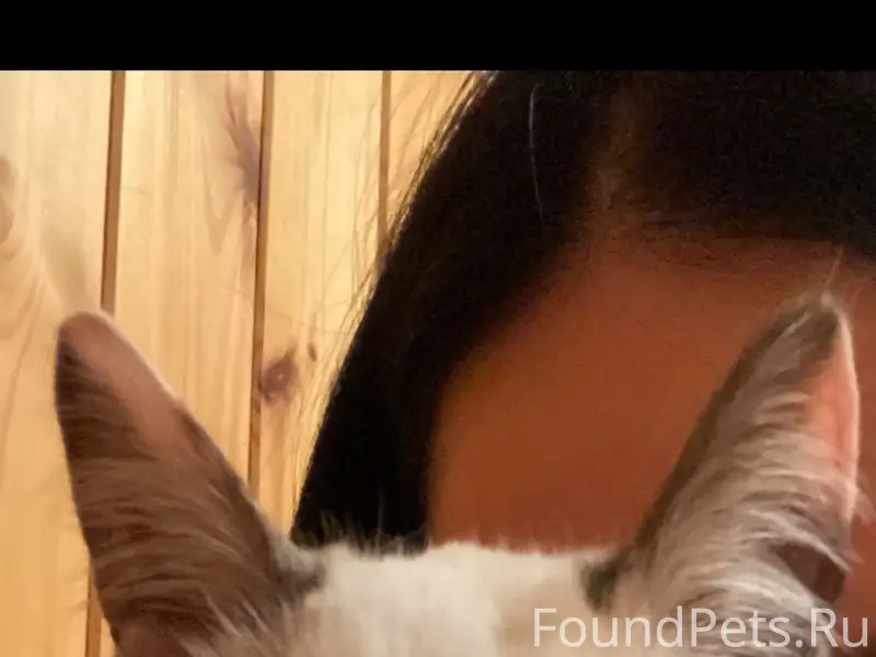 Пропала кошка, на ней есть оше...