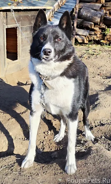 Убежал пес Граф 20 декабря, бе...