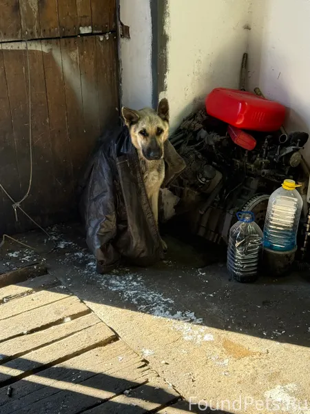 Найдена собака Район лавочкина...