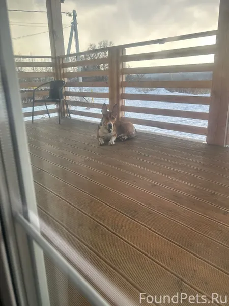 Потерялся пес, два дня бегает ...