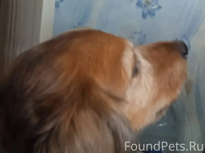 Потерялась собака рыжий спание...