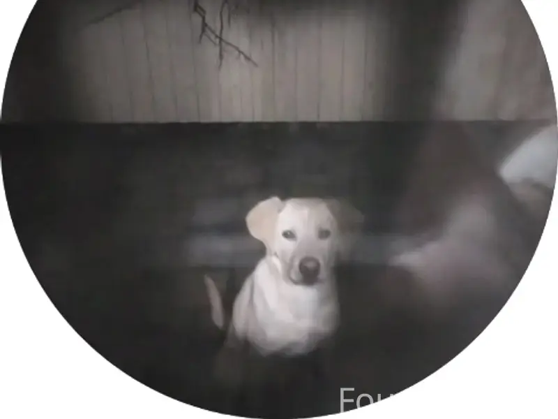 Потерялась собака. Золотистый ...