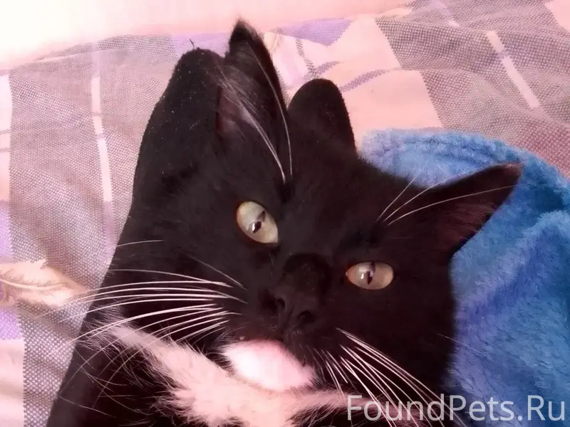 В Большом Куганаке пропал кот,...