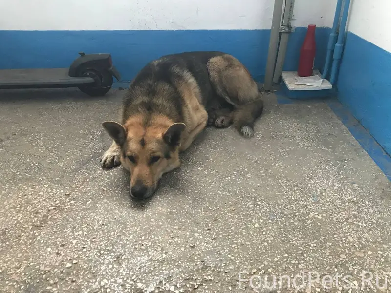 ❗️❗️❗️❗️❗️❗️Кобель! С ошейнико...