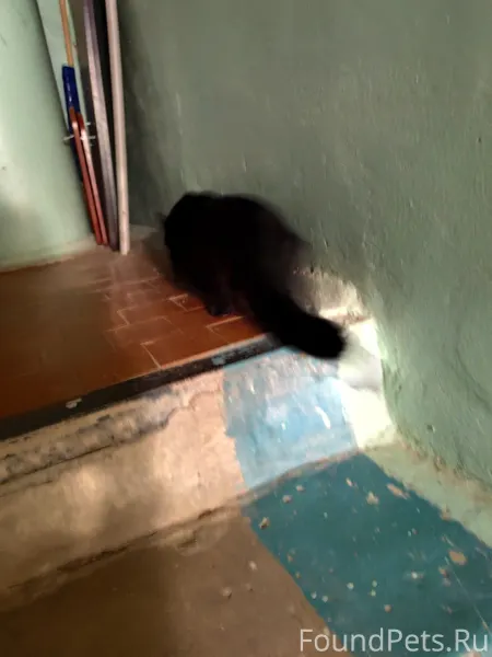 !Найдена кошка, ( возраст где ...