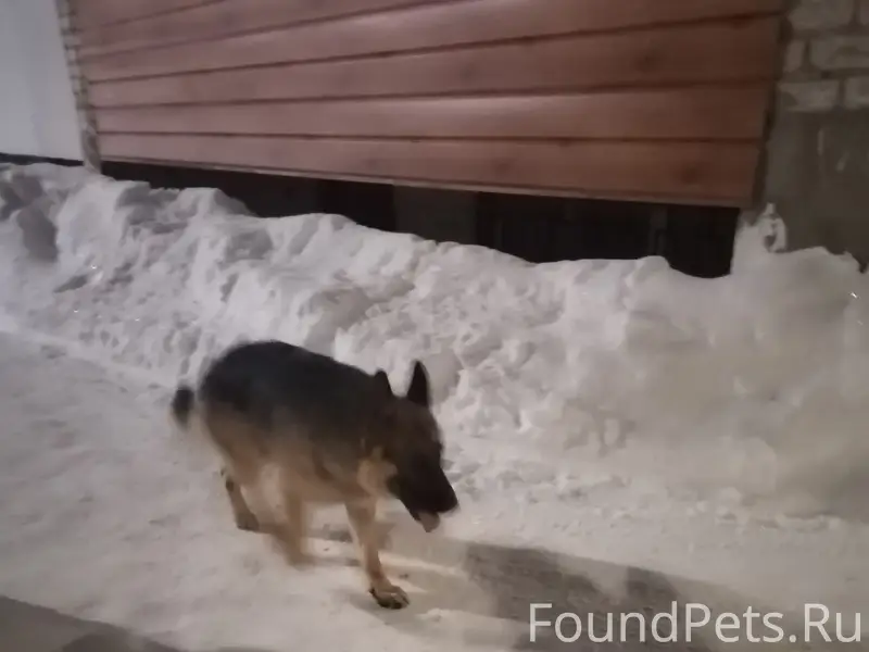 Чья собака? Видимо потерялась!...