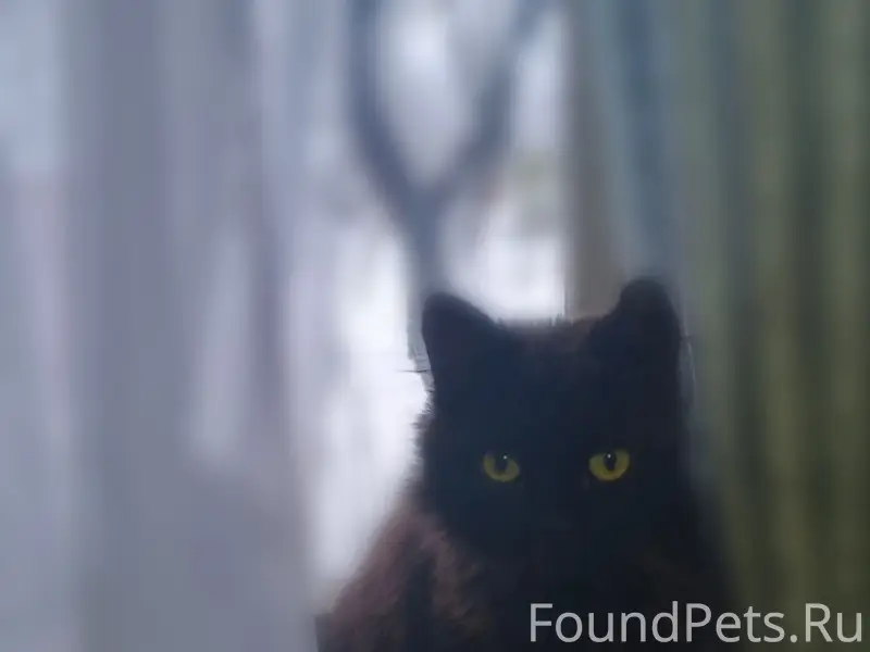 Пропал котёнок откликается на ...