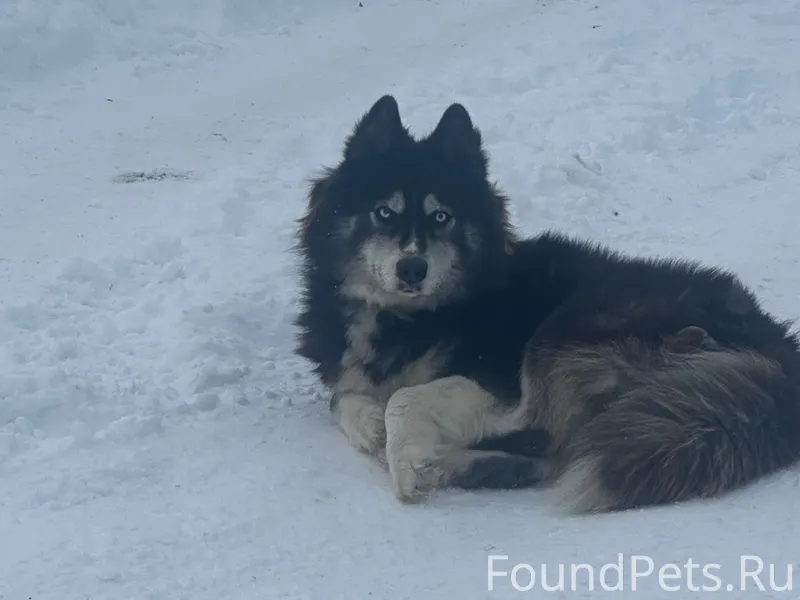 Видели собаку. Хаски или малам...