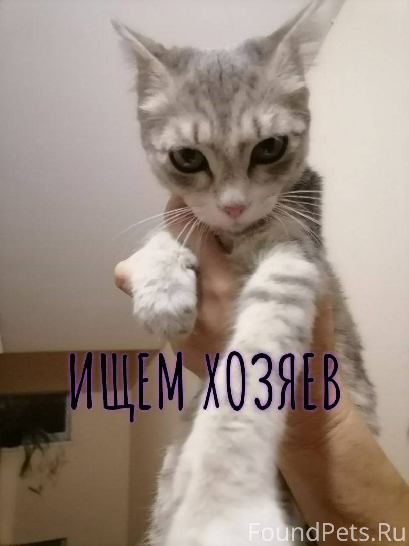 Котенок ищет хозяина. Котята ищут дом. Котята ищут дом. Ищу дом. Котенок ищет хозяина.